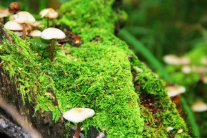 世界乒乓球线上观赛互动：实时数据激发粉丝参与热情，乒乓世界网站