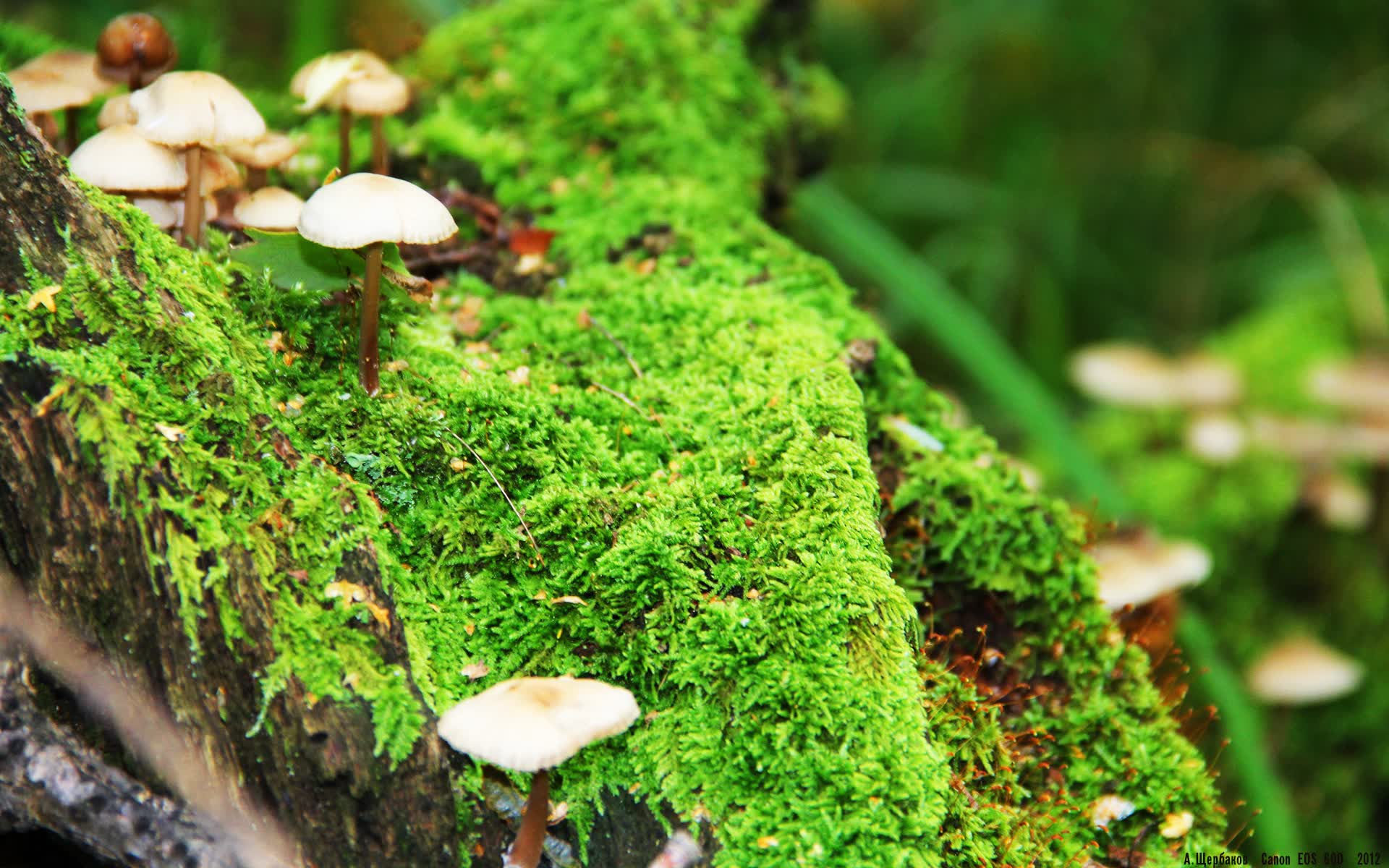世界乒乓球线上观赛互动：实时数据激发粉丝参与热情，乒乓世界网站